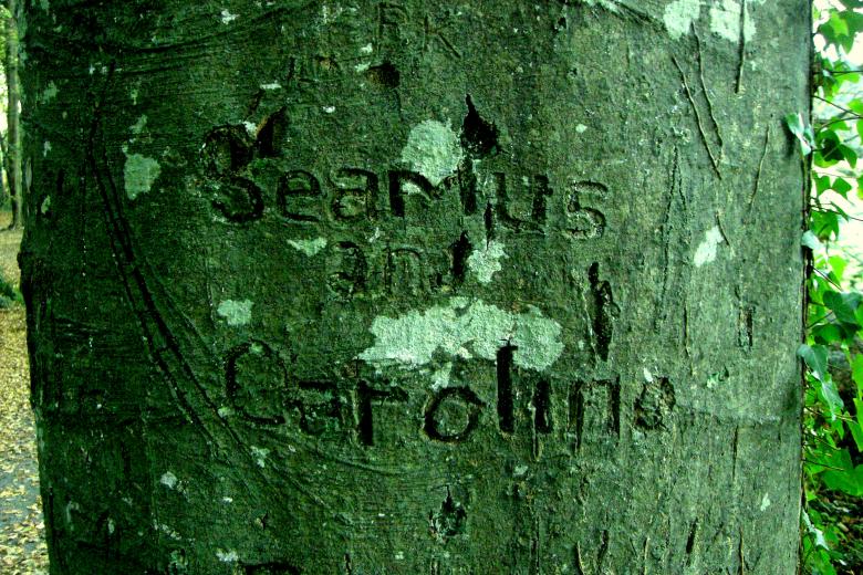 Free stock image of Carved in tree created by Brian