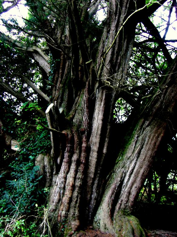 Free stock image of Tree created by Brian