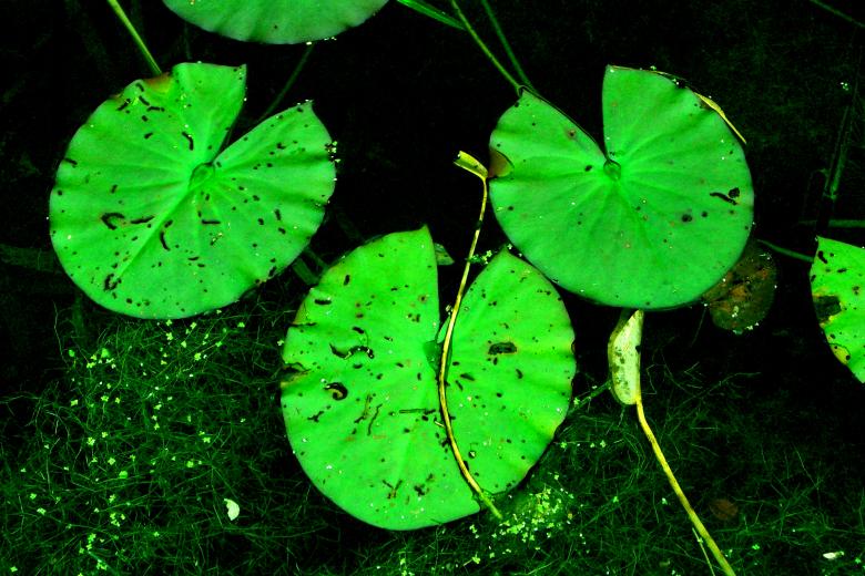 Free stock image of Lily pads created by Brian