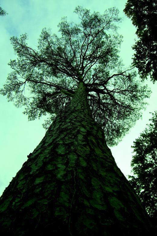 Free stock image of Irish tree created by Brian