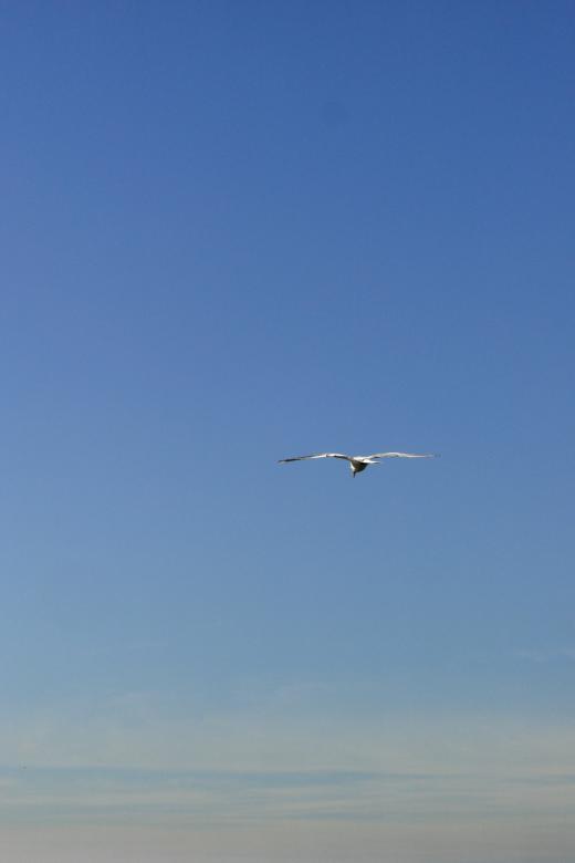 Free stock image of Bird created by Brian