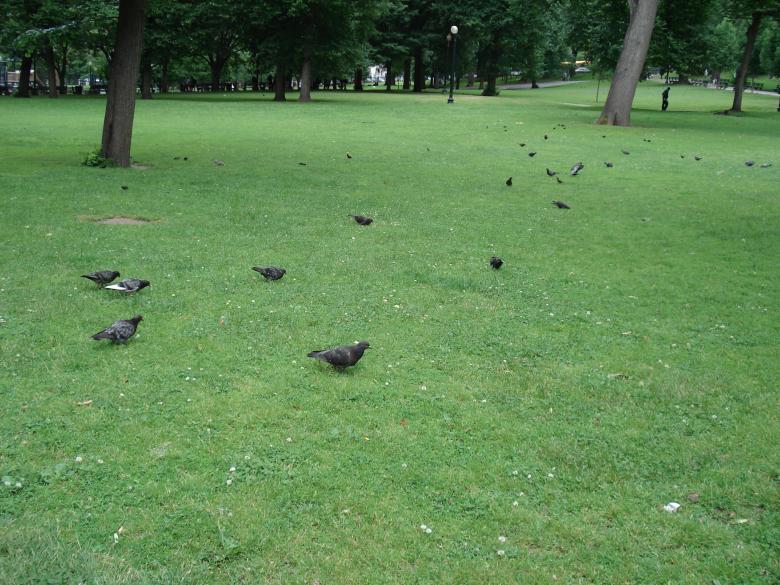 Free stock image of Crows created by Forrest Labbe