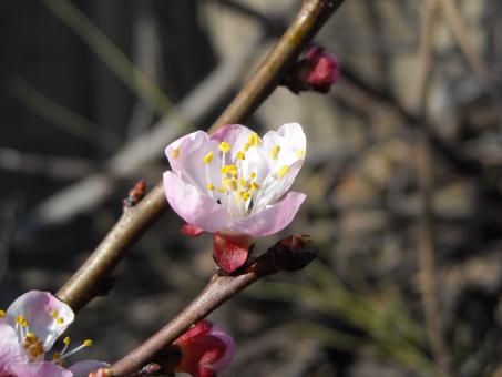 Cherry blossom - Free Stock Photo