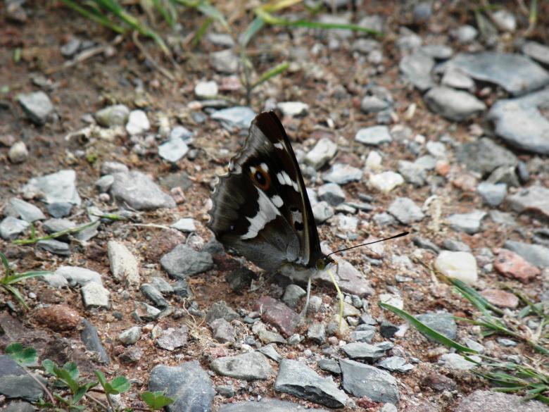 Free stock image of Butterfly Apatura iris created by Yuliy Ganev