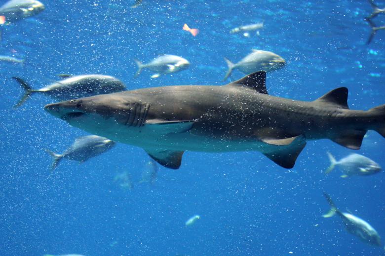 Free stock image of Atlanta Aquarium created by Modern Touch Photography
