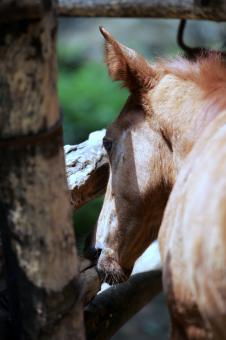 Horse - Free Stock Photo