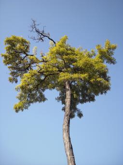 Tree - Free Stock Photo