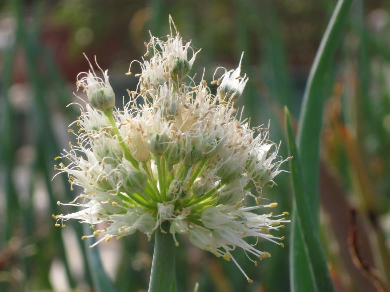 Free stock image of White flower created by pmao