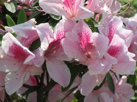 Pink Flowers
