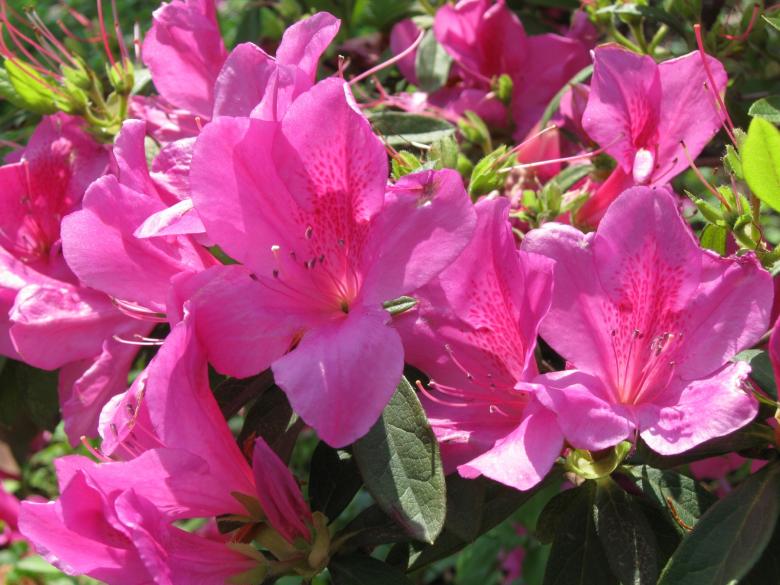 Free stock image of Pink Flowers created by pmao