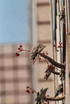 Flowers in Window