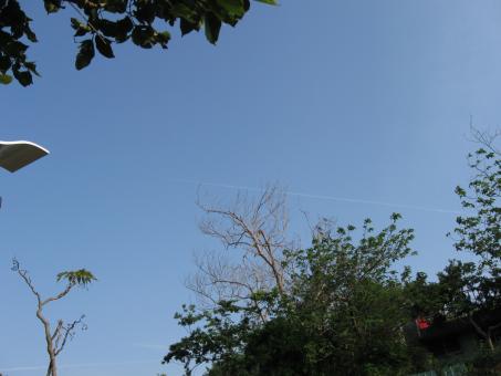 Plants and clear sky