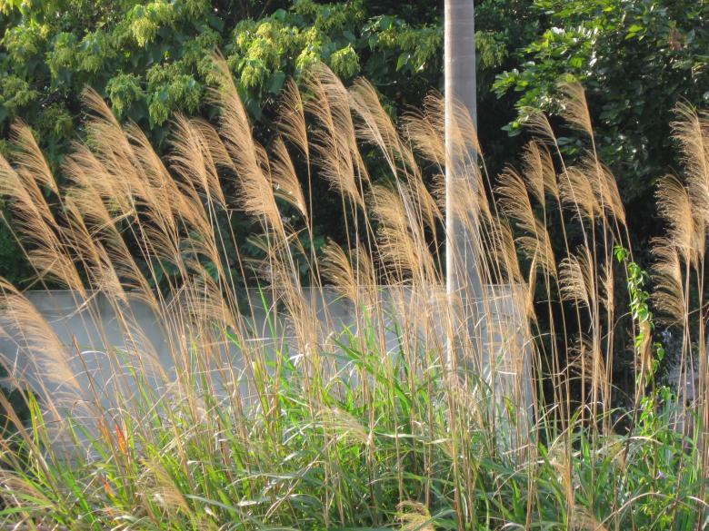 Free stock image of Straws created by pmao