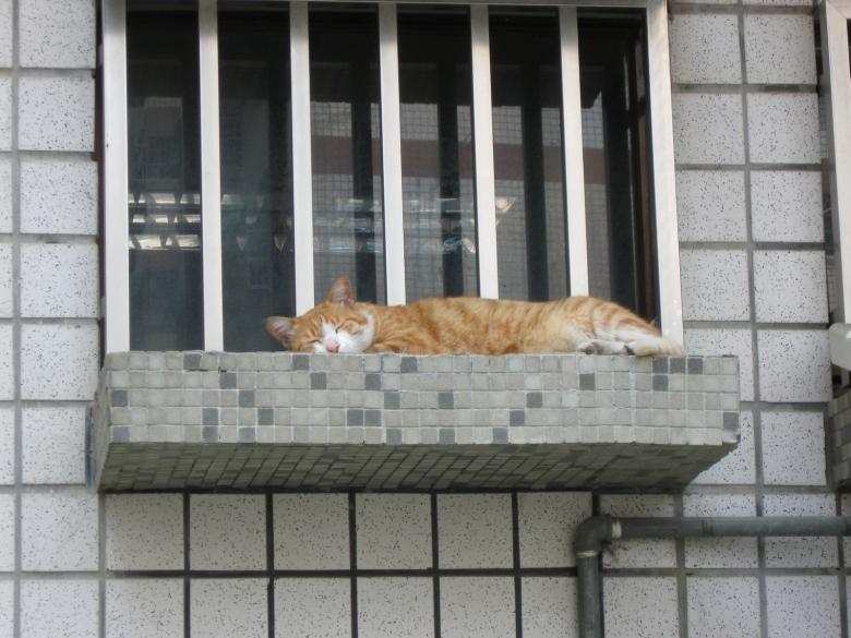 Free stock image of Sleeping cat created by pmao
