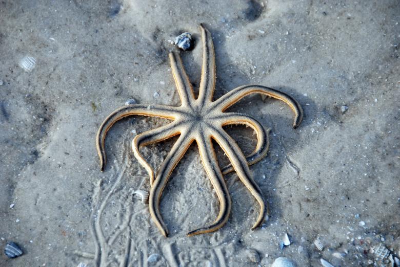 Free stock image of Starfish trapped on the sand created by Giovanni Gagliardi