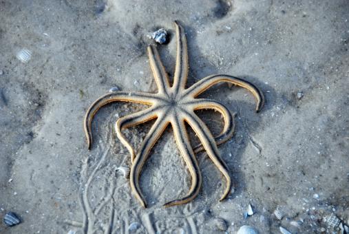 Starfish trapped on the sand - Free Stock Photo