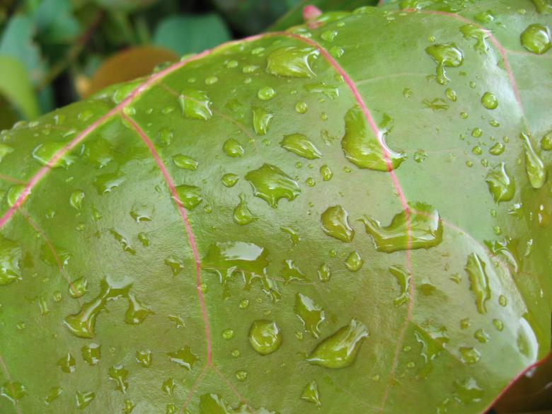 Free stock image of Leaf Drops, Florida, January 2007 created by Giovanni Gagliardi