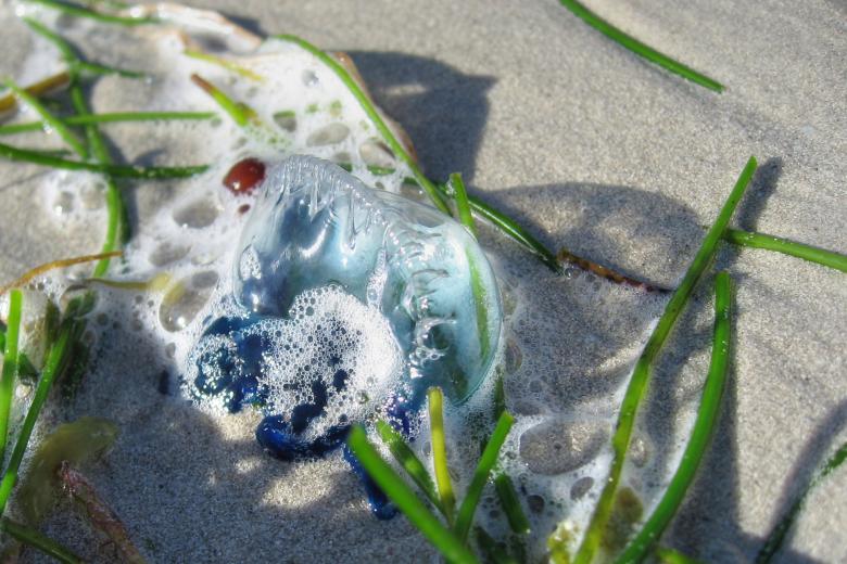Free stock image of Jellyfish in Key West, Florida created by Giovanni Gagliardi