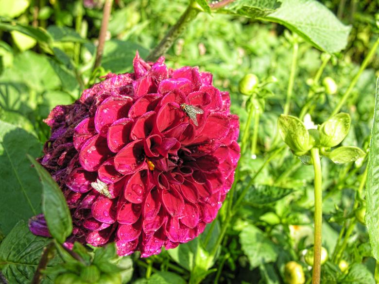 Free stock image of Flower in Odense, Denmark, August 2006 created by Giovanni Gagliardi