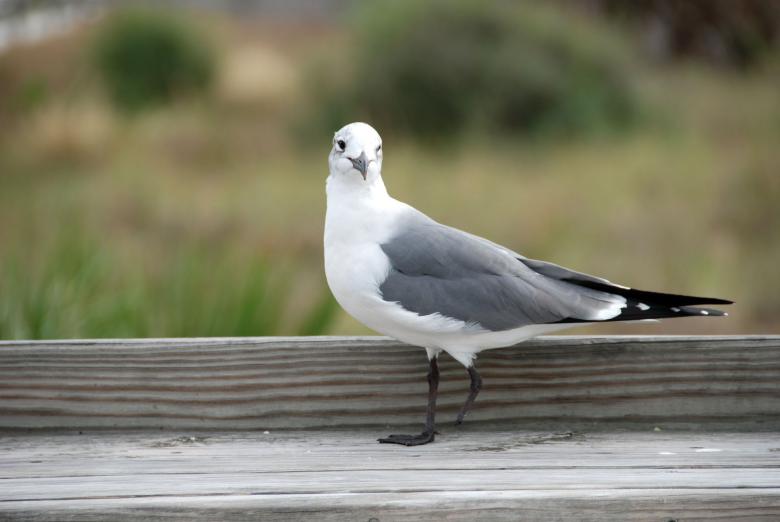 Free stock image of Seagull, Florida, 2007 created by Giovanni Gagliardi