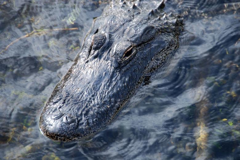 Free stock image of Sleeping Crocodile created by Giovanni Gagliardi