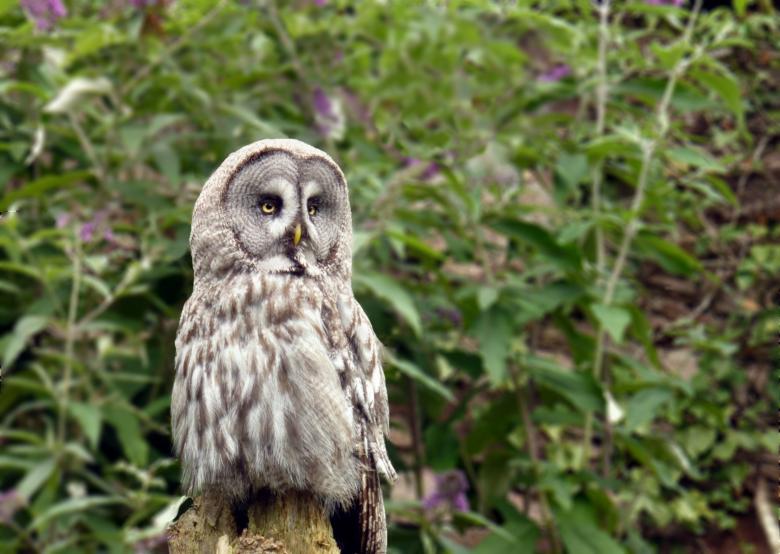 Free stock image of Grey owl created by paul clifton