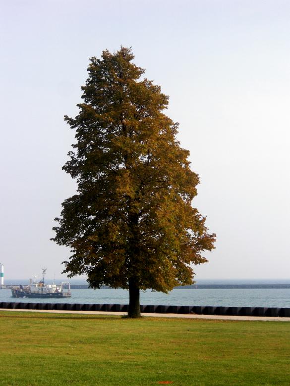 Free stock image of Fall created by Brian