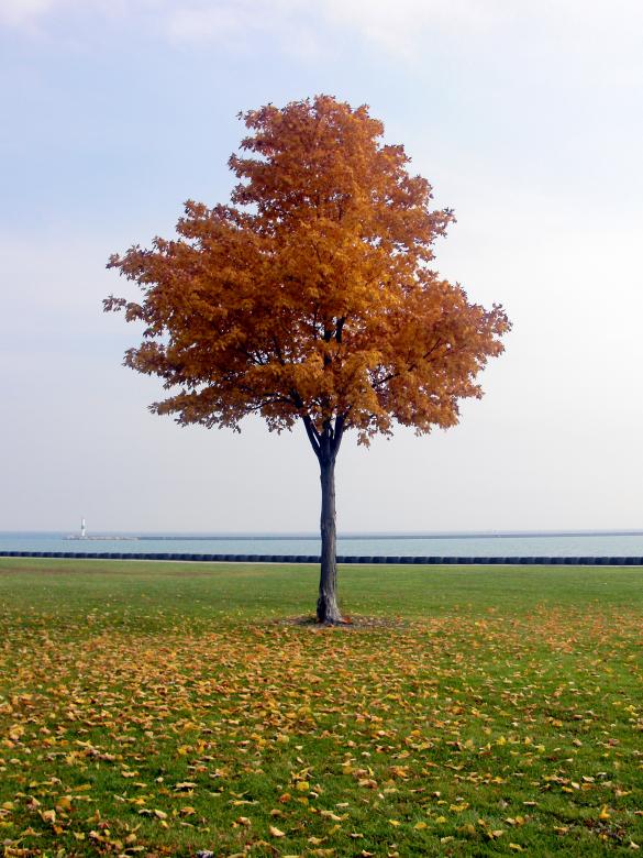 Free stock image of Fall created by Brian