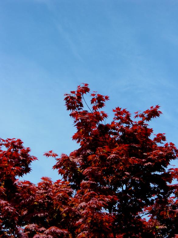 Free stock image of Fall created by Brian