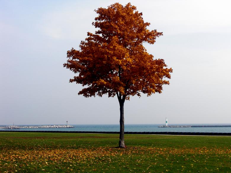 Free stock image of Fall created by Brian