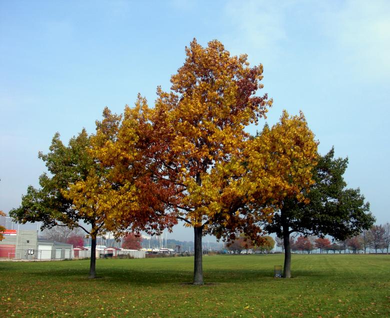 Free stock image of Fall created by Brian