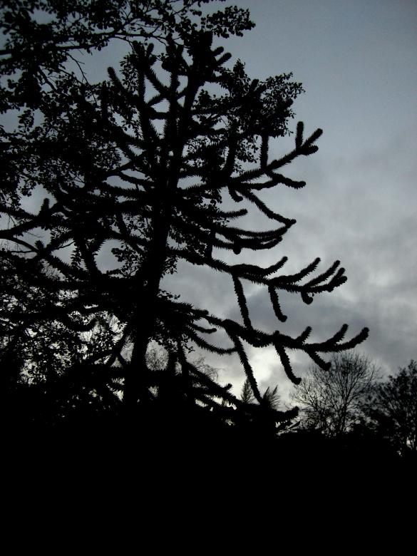 Free stock image of Ireland - Spiny Tree created by Brian
