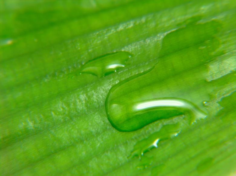 Free stock image of Green leaf with water drops created by homero chapa