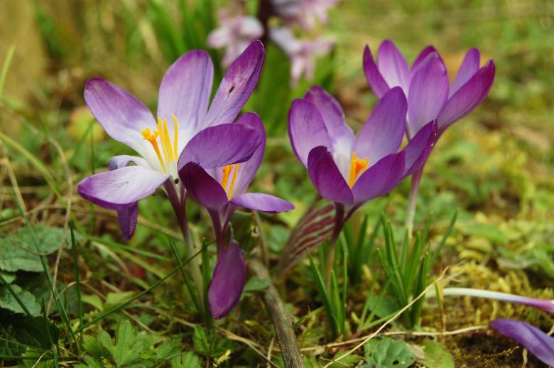 Free stock image of Crocus Flower created by Cofaru Alexandru