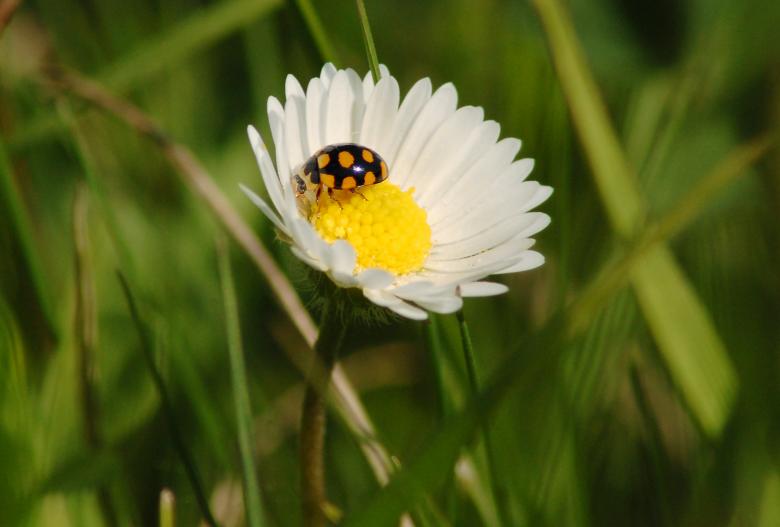 Free stock image of Ladybug created by Cofaru Alexandru