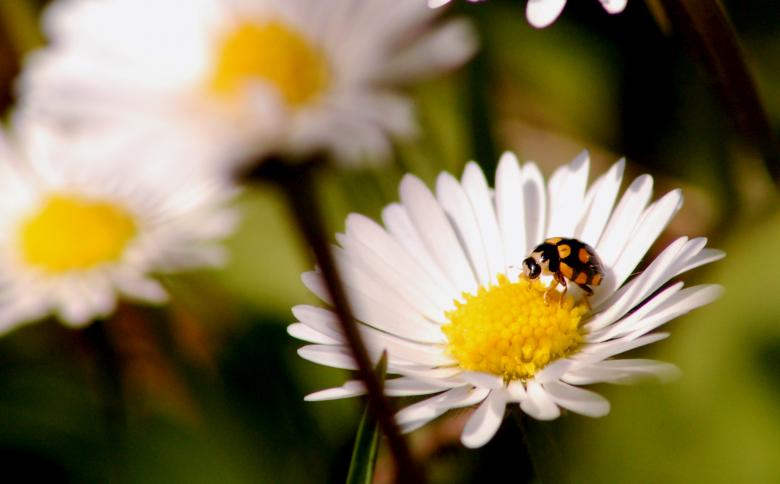 Free stock image of Ladybug created by Cofaru Alexandru