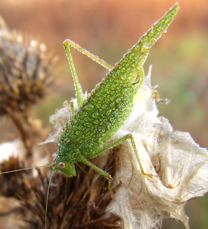 Free stock image of Green Locust created by Cofaru Alexandru