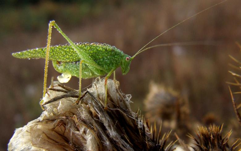 Free stock image of Green Locust created by Cofaru Alexandru