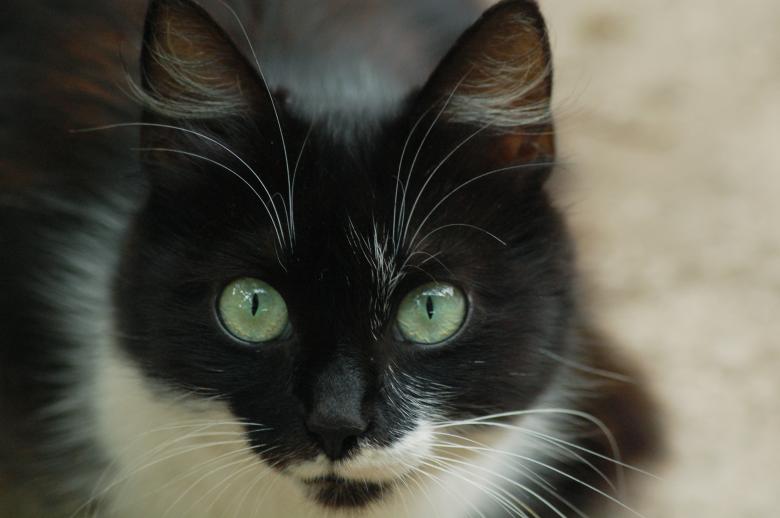 Free stock image of Cat created by Cofaru Alexandru