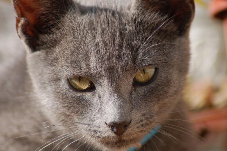Free stock image of Gray Cat Close Up created by Cofaru Alexandru