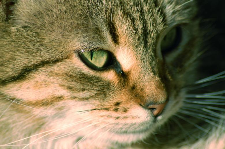 Free stock image of Cat created by Cofaru Alexandru