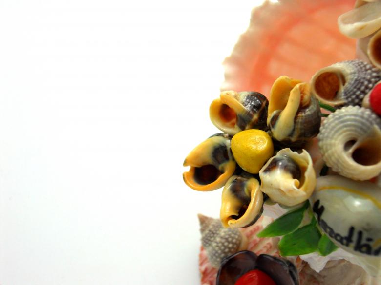 Free stock image of Sea-shells figures created by homero chapa