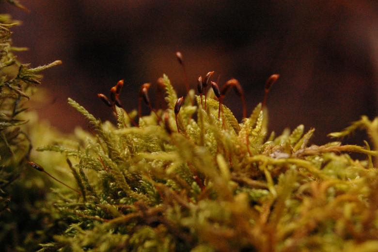 Free stock image of Moss created by Cofaru Alexandru