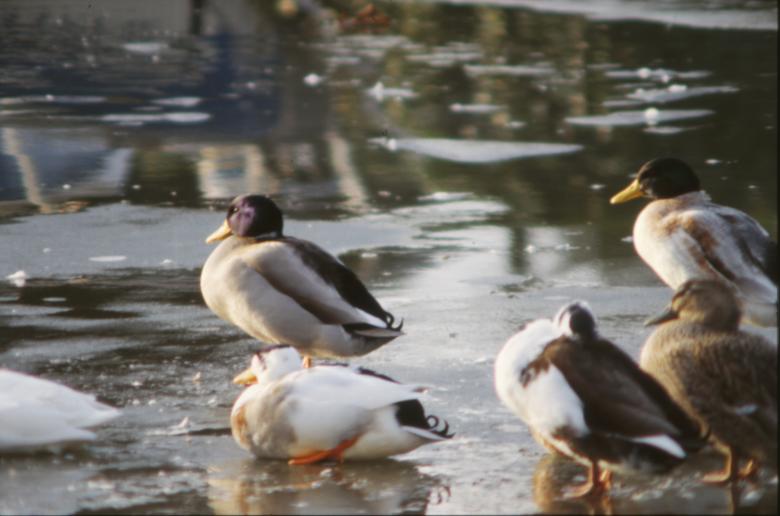 Free stock image of Group of ducks created by MUNCH PIERRE