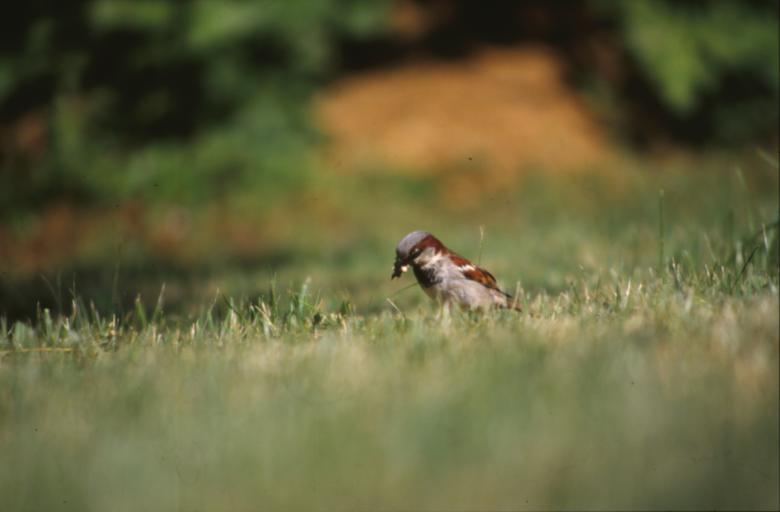 Free stock image of Bird created by MUNCH PIERRE