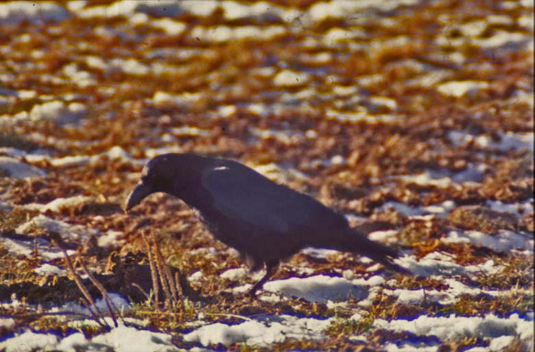 Free stock image of Black Crow created by MUNCH PIERRE