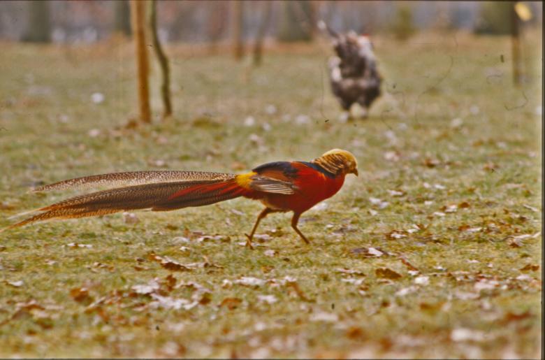 Free stock image of Red bird created by MUNCH PIERRE
