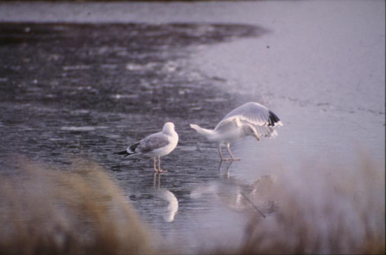 Free stock image of Seagulls by the water created by MUNCH PIERRE
