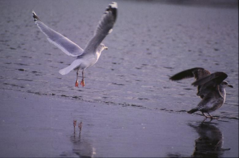 Free stock image of Seagulls landing created by MUNCH PIERRE