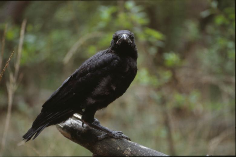 Free stock image of Black Crow created by MUNCH PIERRE